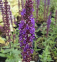 Salvia nemorosa 'Caradonna'
